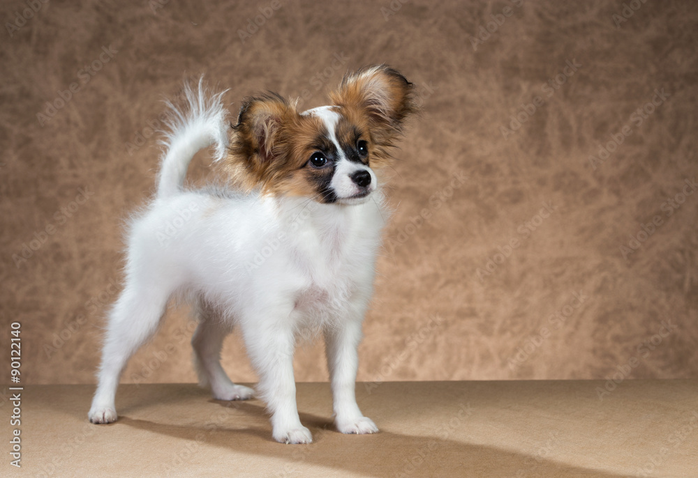 Papillon puppy standing on a brown background