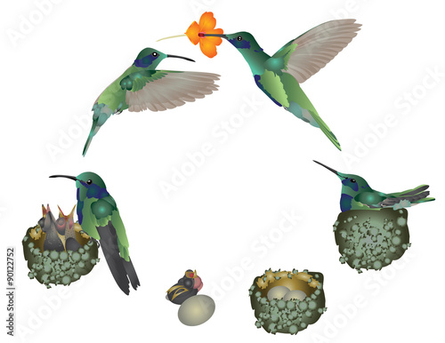 Life of hummingbird
