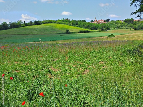 Colline fiorite photo