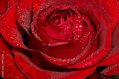 Wet Red Rose Macro