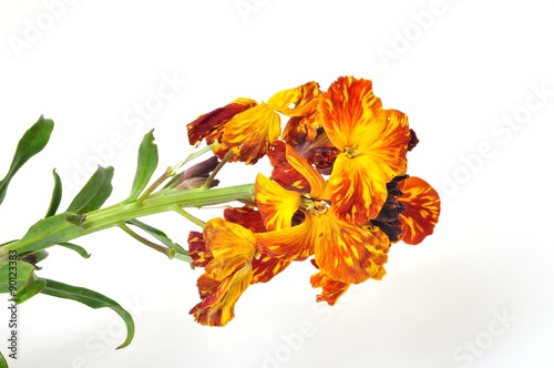 Foto wallflower
