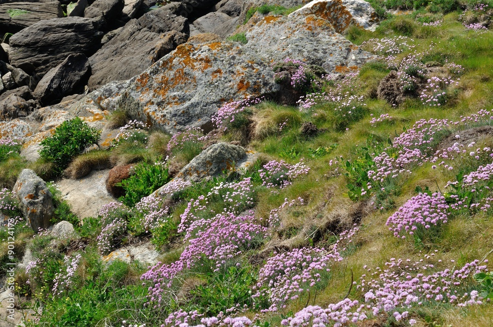 Armeria maritima pink sea growing on a dune Armeria maritima pink sea growing on a dune