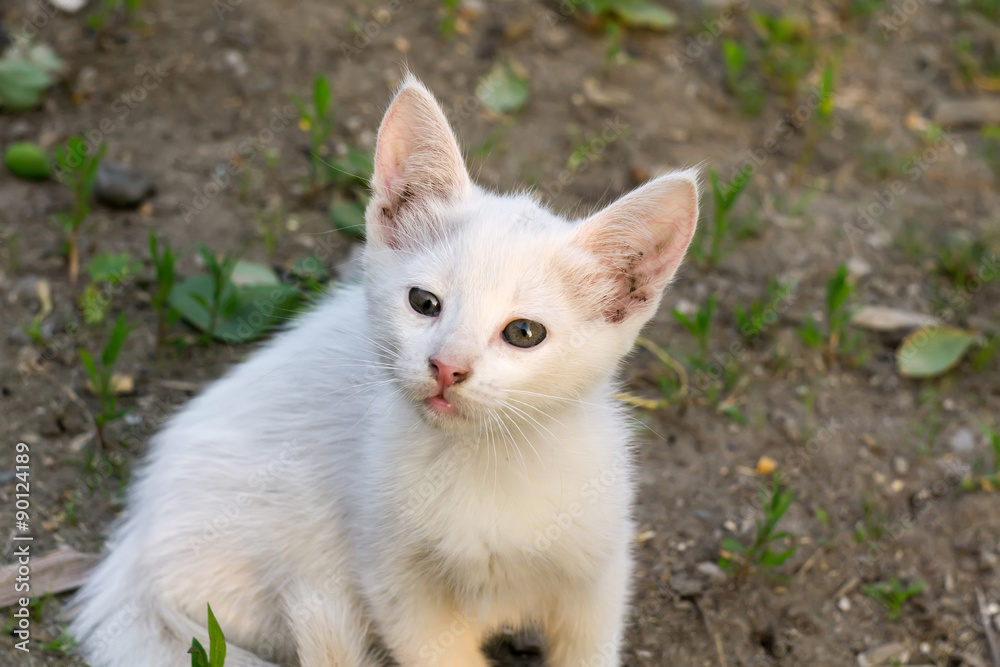 White Kitten in the Garden