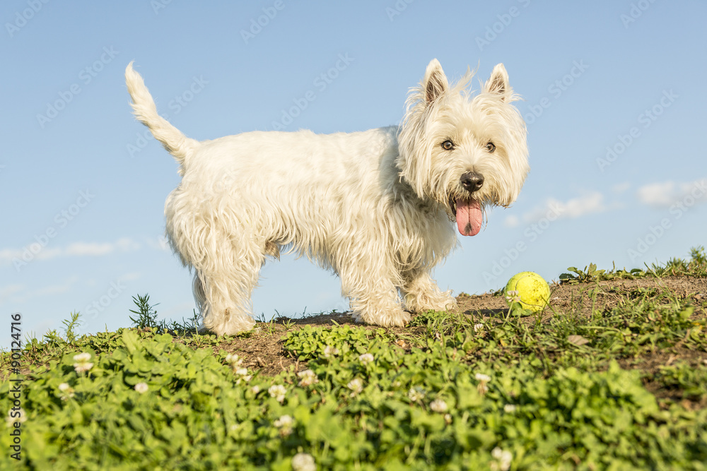 west highland white terrier a very good looking dog