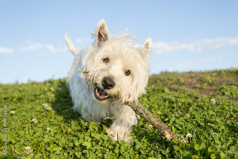 west highland white terrier a very good looking dog