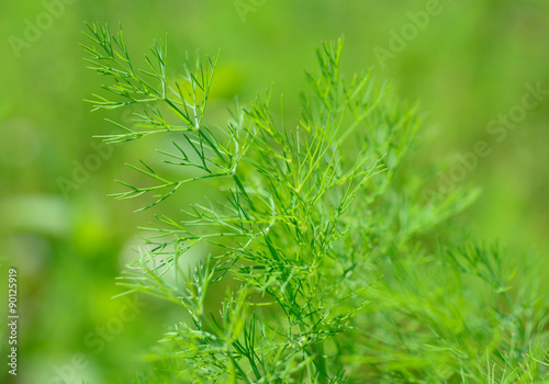 Dill In the garden