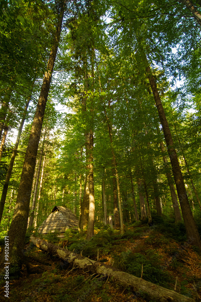 Obraz premium Beautiful pine trees on mountains