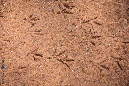 chicken footprint on the ground