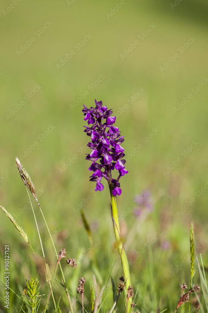 Obraz premium Muscari Comosum