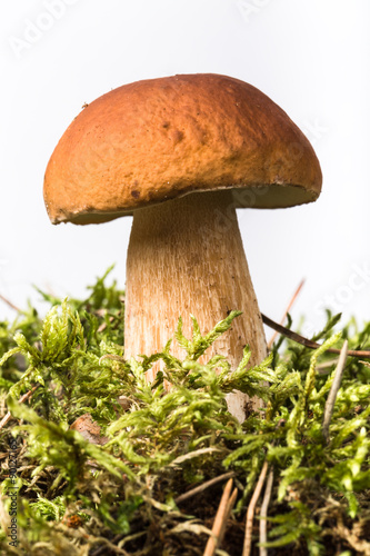 Forest mushroom Boletus edulis in the moss