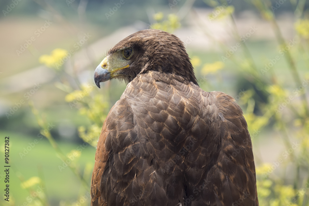 Fototapeta premium Golden eagle resting in the sun