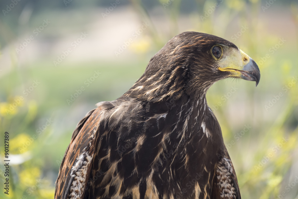 Golden eagle resting in the sun with open mouth Golden eagle resting in the sun with open mouth