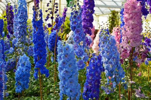Fototapete Blue and pink delphinium flowers