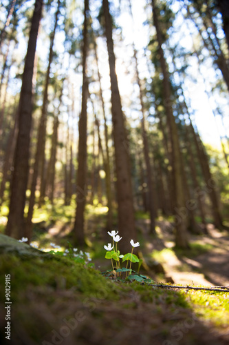 primavera nel bosco photo