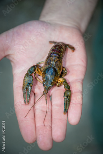 gambero di fiume