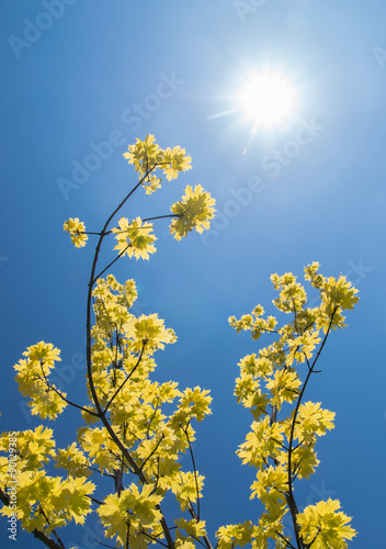 Yellow maple ash  box elder  in full sun with a clear blue sky as a background