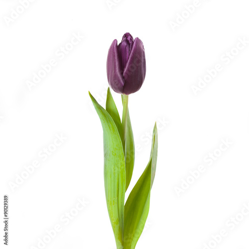tulip flower full-length  isolated on white background