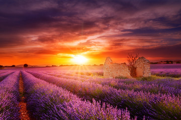 Gartenposter Lavendelblüten Sonnenuntergang Valensole Ruine  © GILLES