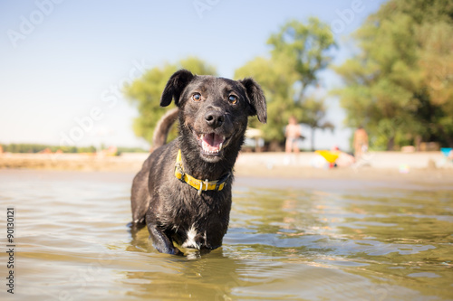 Very Happy dog on summer vacation