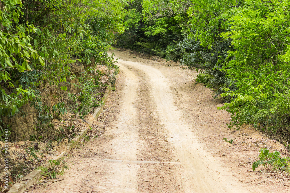Rough gravel road passing through green forest