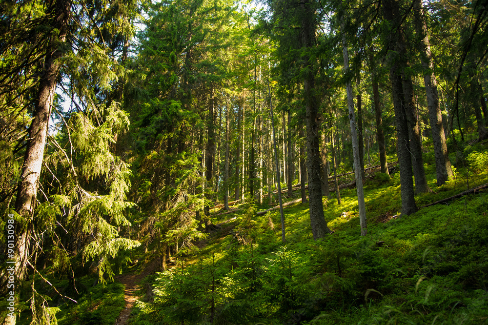 Obraz premium Beautiful pine trees on mountains