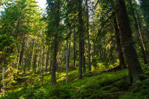 Beautiful pine trees on  mountains