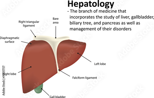 Hepatology