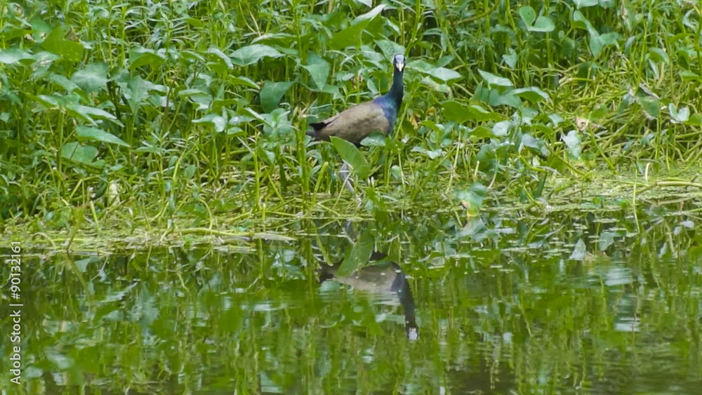 Bronze-winged Jacana Bird, Metopidius indicus, flying off from bush waterside, Bronze-winged Jacana Bird, Metopidius indicus, flying off from bush waterside,