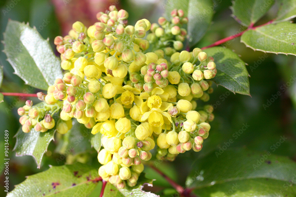 Oregon grape (Mahonia)