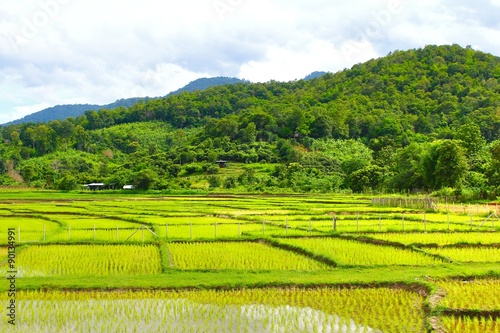  rice terrace at chiangmai   thailand