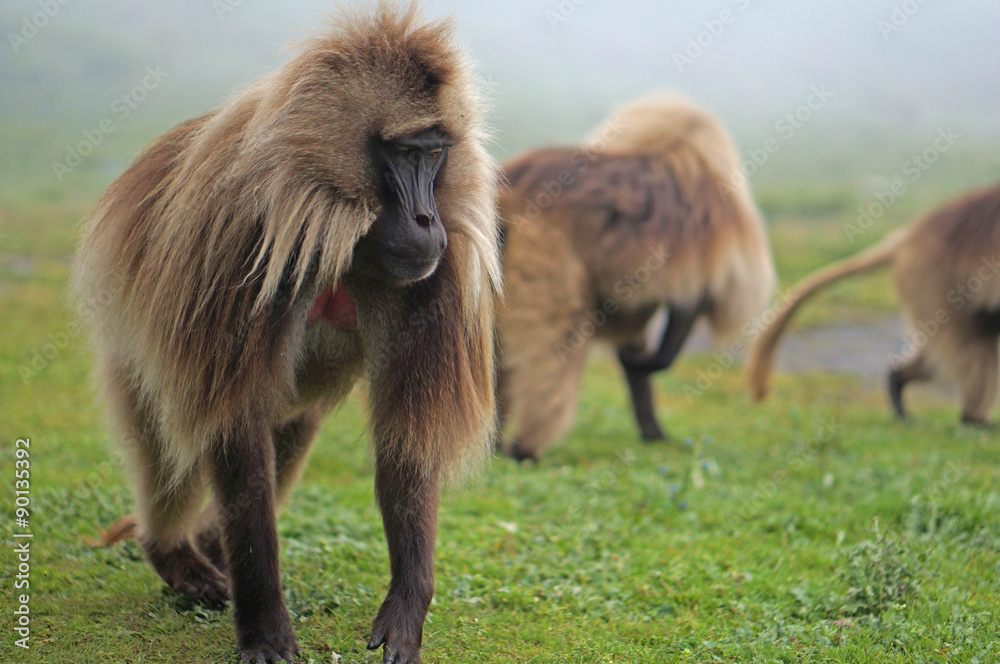 Fototapeta premium A small group of male gelada baboons high in the Simien Mountains.