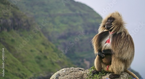 A lone gelada baboon perched high in the Simien Mountains in Ethiopia.