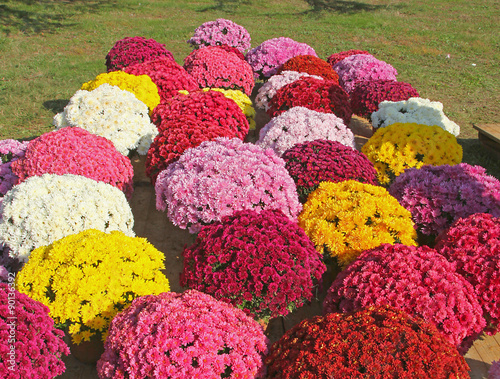 Foto chrysanthèmes
