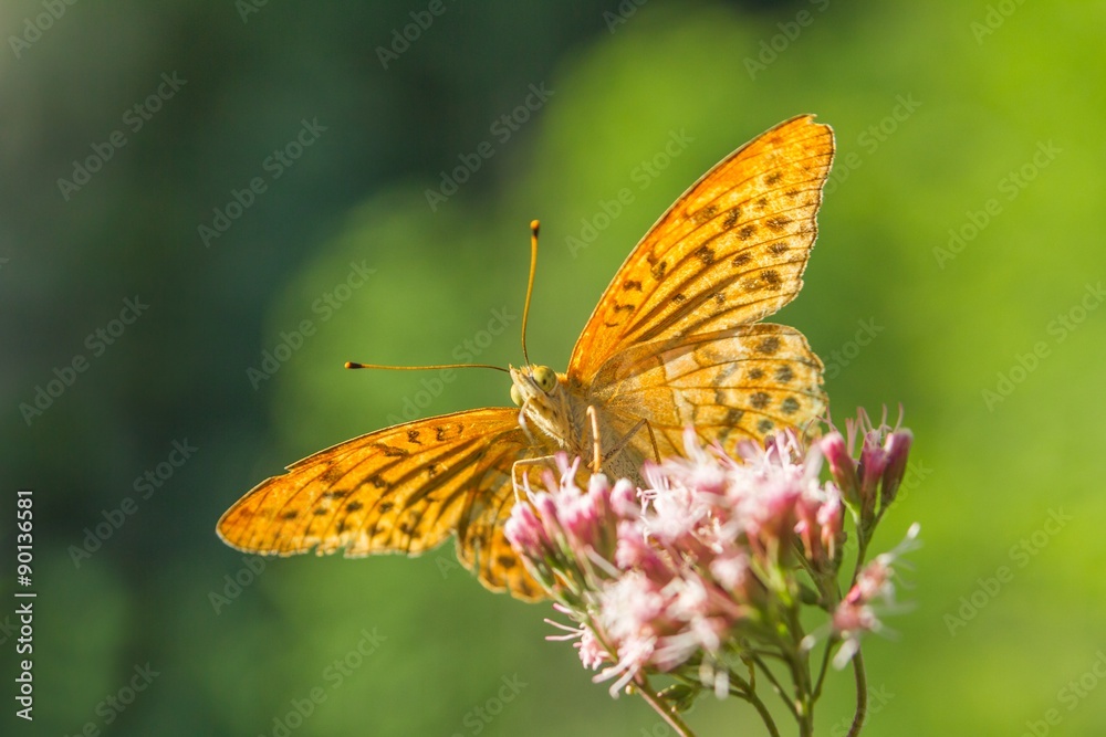 Schmetterling Schmetterling