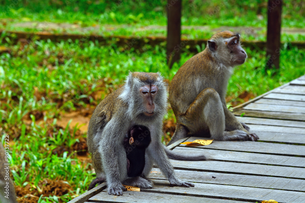 Long-tailed macaques, Borneo, Malaysia
