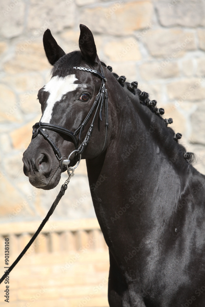 Fototapeta premium Beautiful black dutch warmblood with bridle