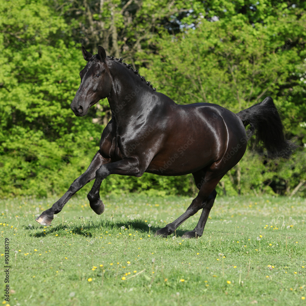 Obraz premium Amazing black dutch warmblood running