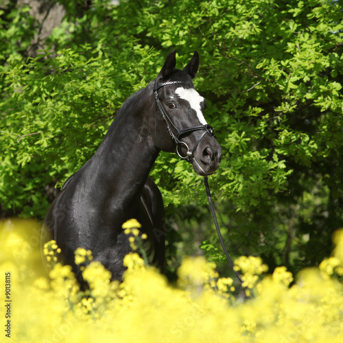 Amazing black dutch warmblood with yellow flowers