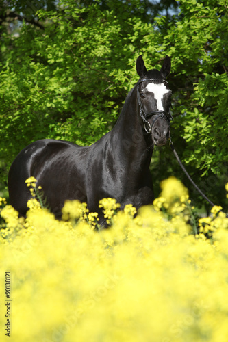 Amazing black dutch warmblood with yellow flowers
