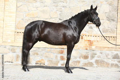 Beautiful black dutch warmblood with bridle photo