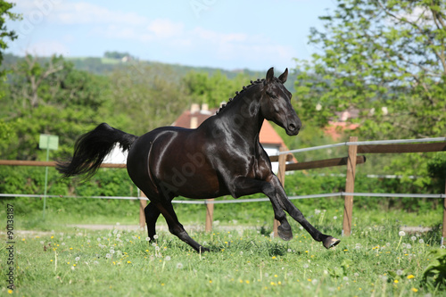 Fototapeta Naklejka Na Ścianę i Meble -  Amazing black dutch warmblood running
