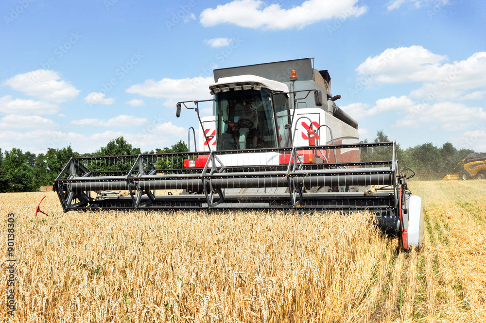 Fototapeta premium Combine harvests wheat on a field in sunny summer day