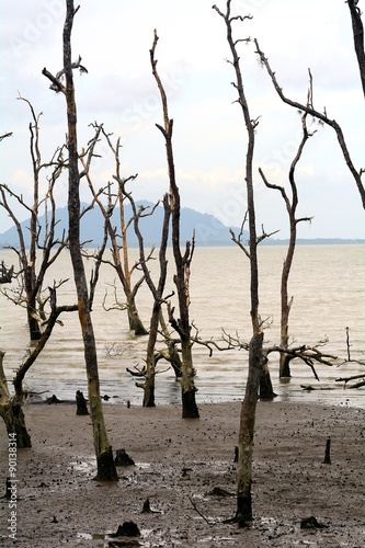 Dead mangrove trees, Borneo, Malaysia