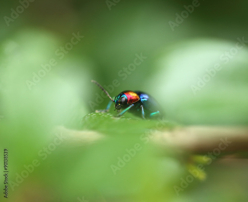 A Beetle perched on a plant leaf. Superfamily Scarabaeoidea, Fam © geargodz