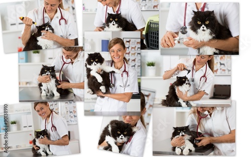 Photo collage of a veterinary clinic