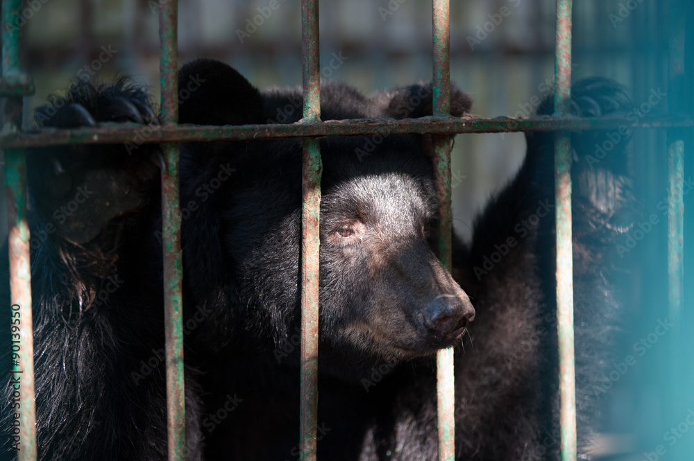 Naklejka premium sad bear in a cage