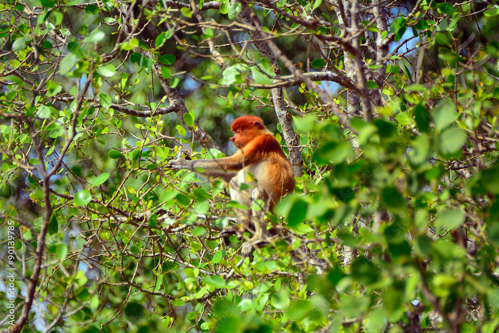 Fototapeta premium Proboscis monkey, Borneo, Malaysia