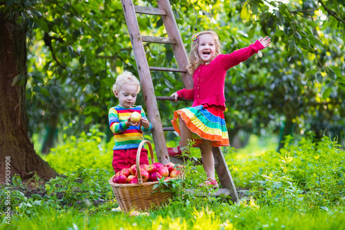 Kids picking apples in fruit garden © famveldman
