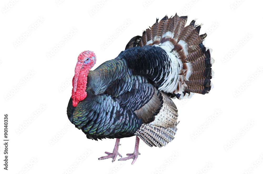 Naklejka premium turkey isolated on the white background