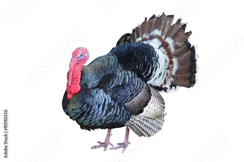Fototapeta turkey isolated on the white background